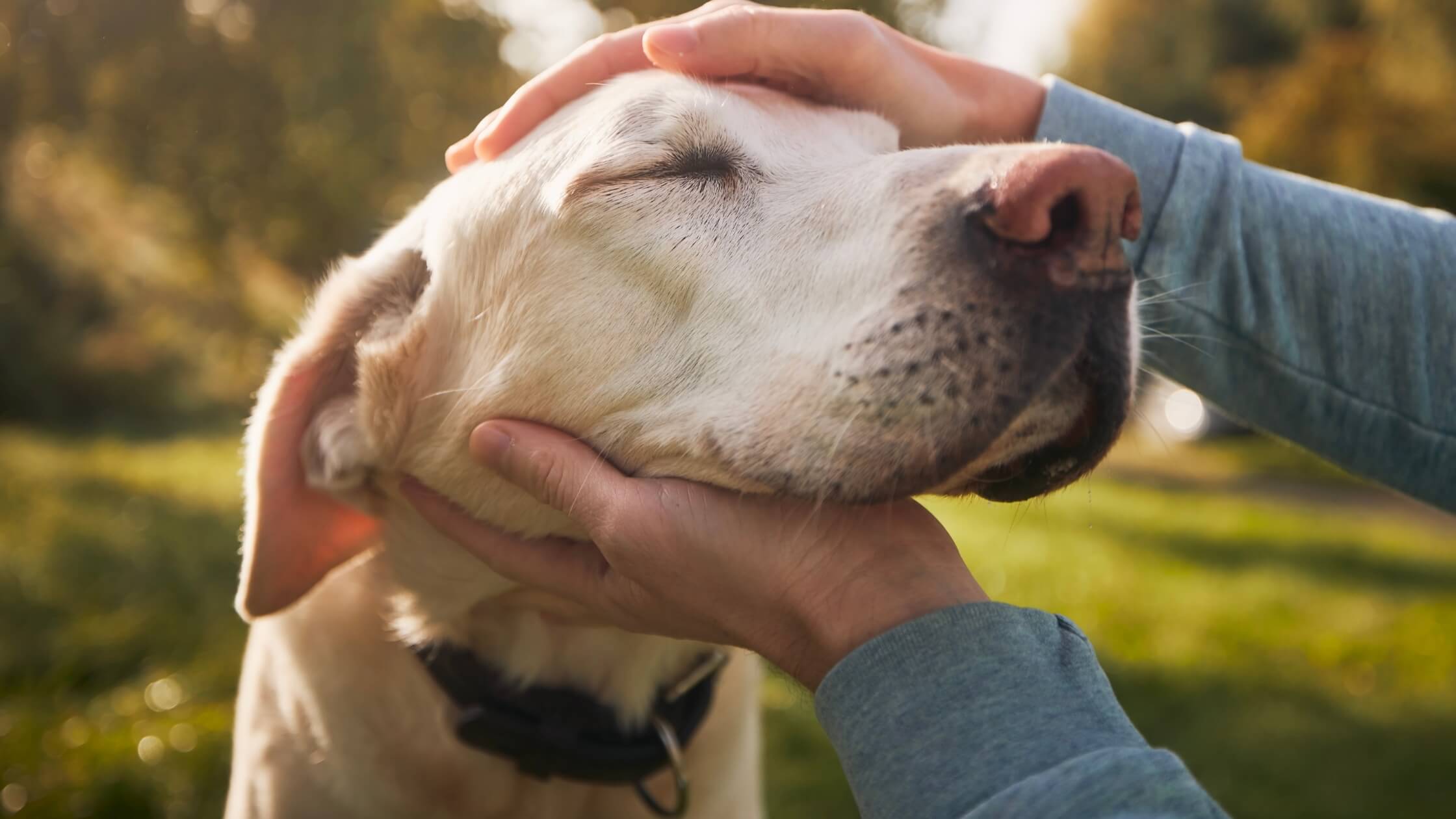 A senior dog being pet by its owner