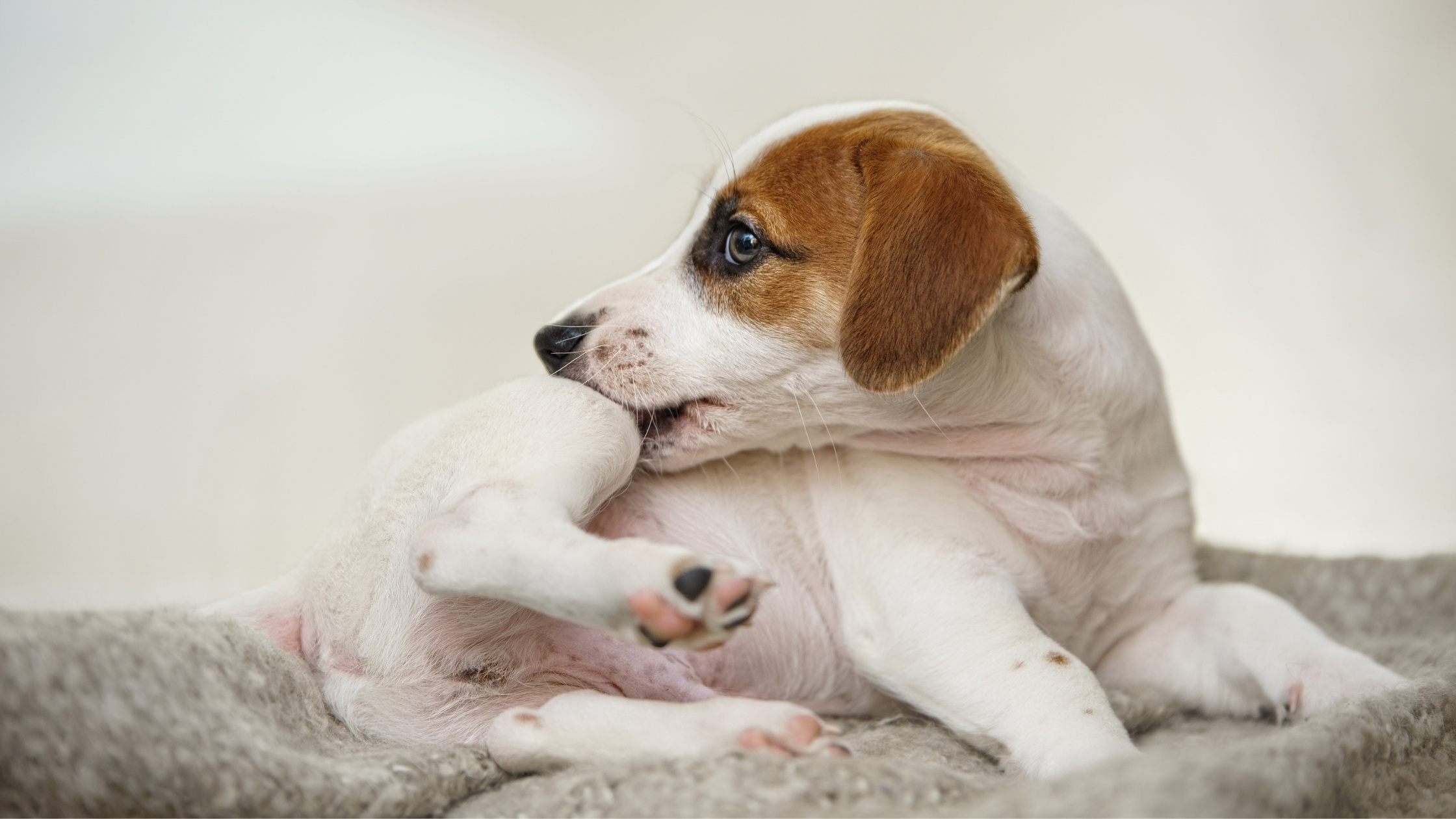 dog itching a flea on leg