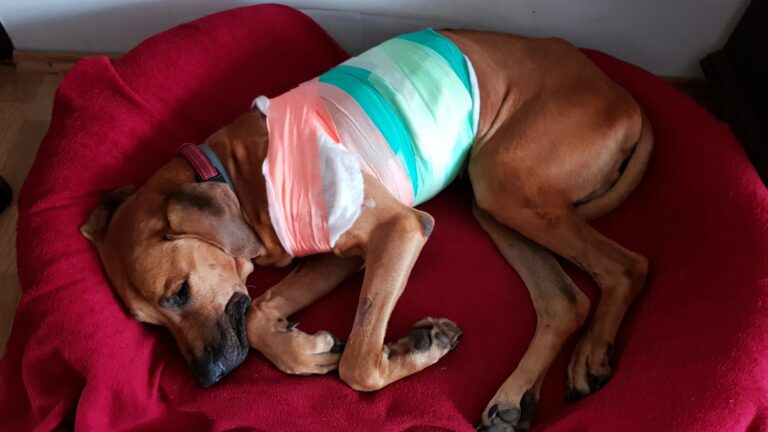 aging dog resting comfortably after getting pain relief from Numzz