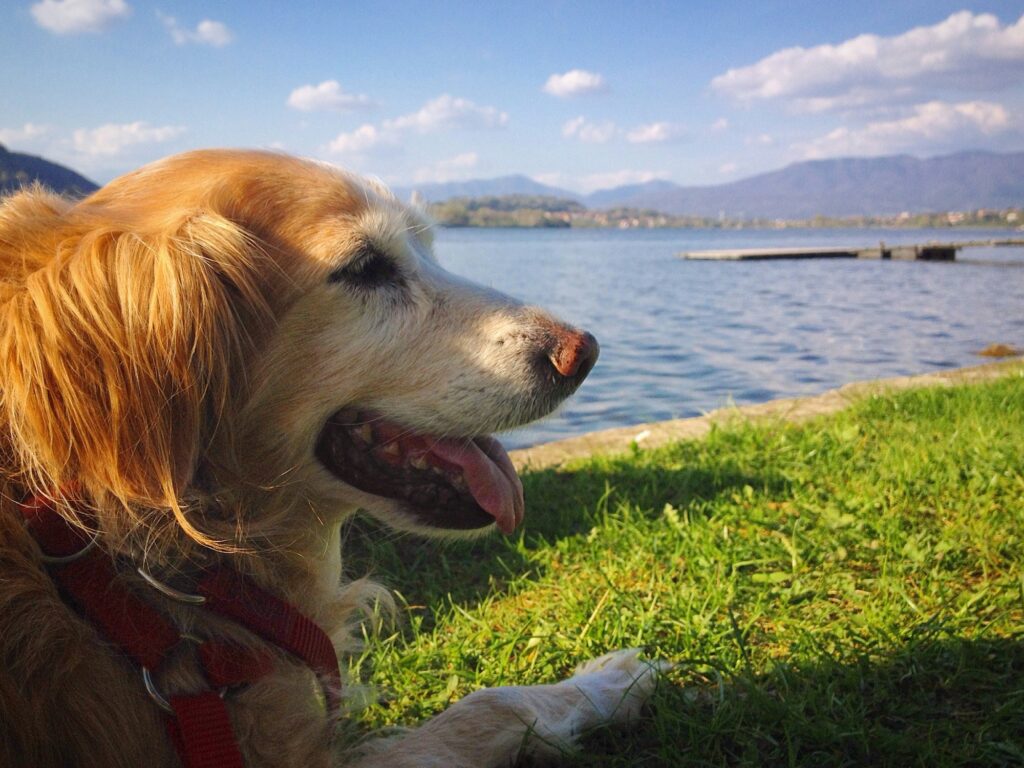 aging dog looking out over water