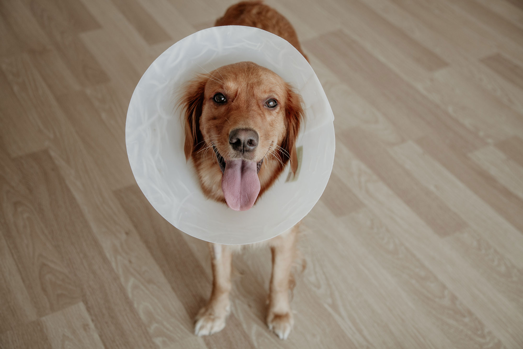 dog with cone posing on kitchen floor after eating a natural pain relief treat called Numzz
