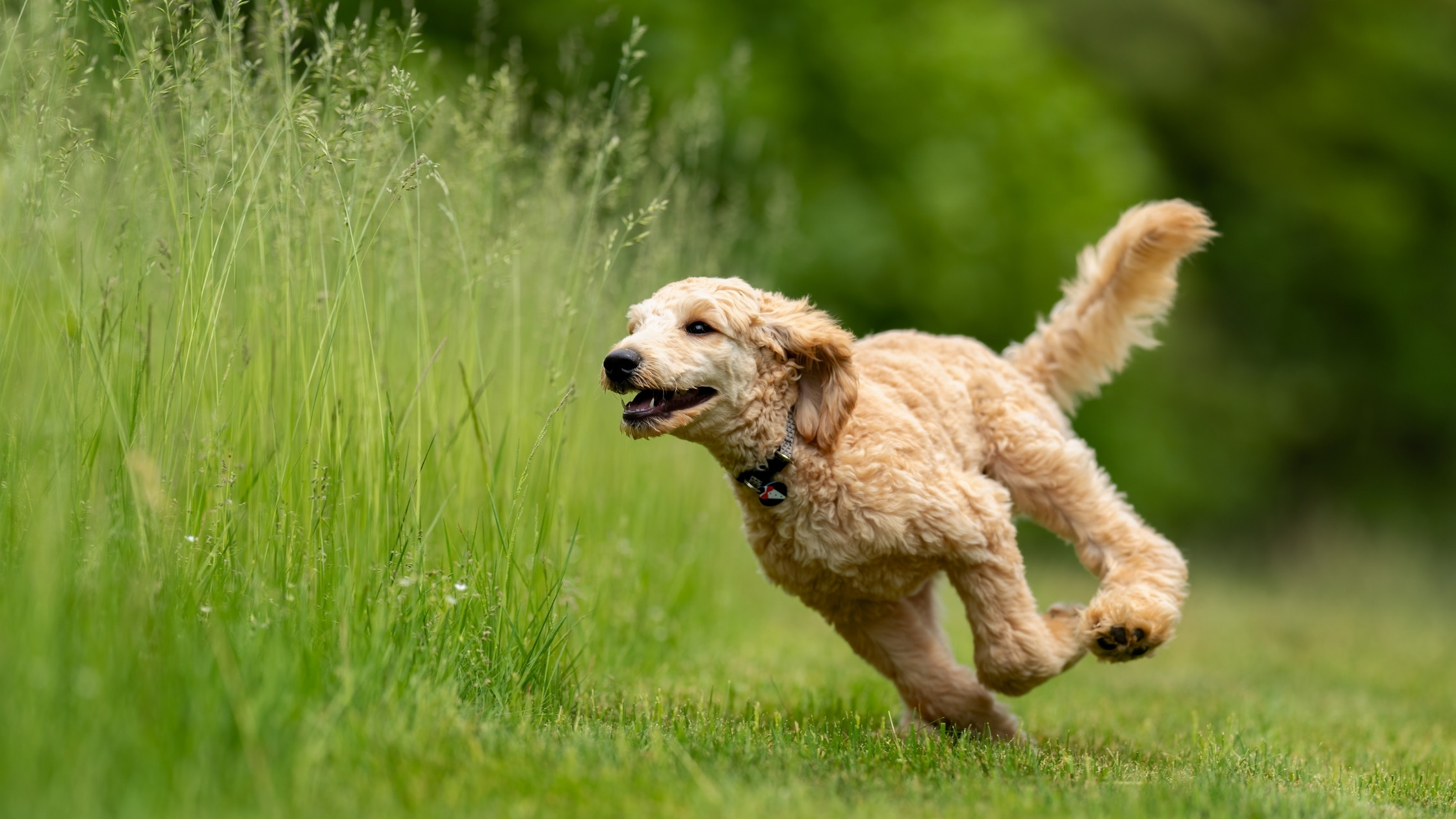 happy dog running through grass