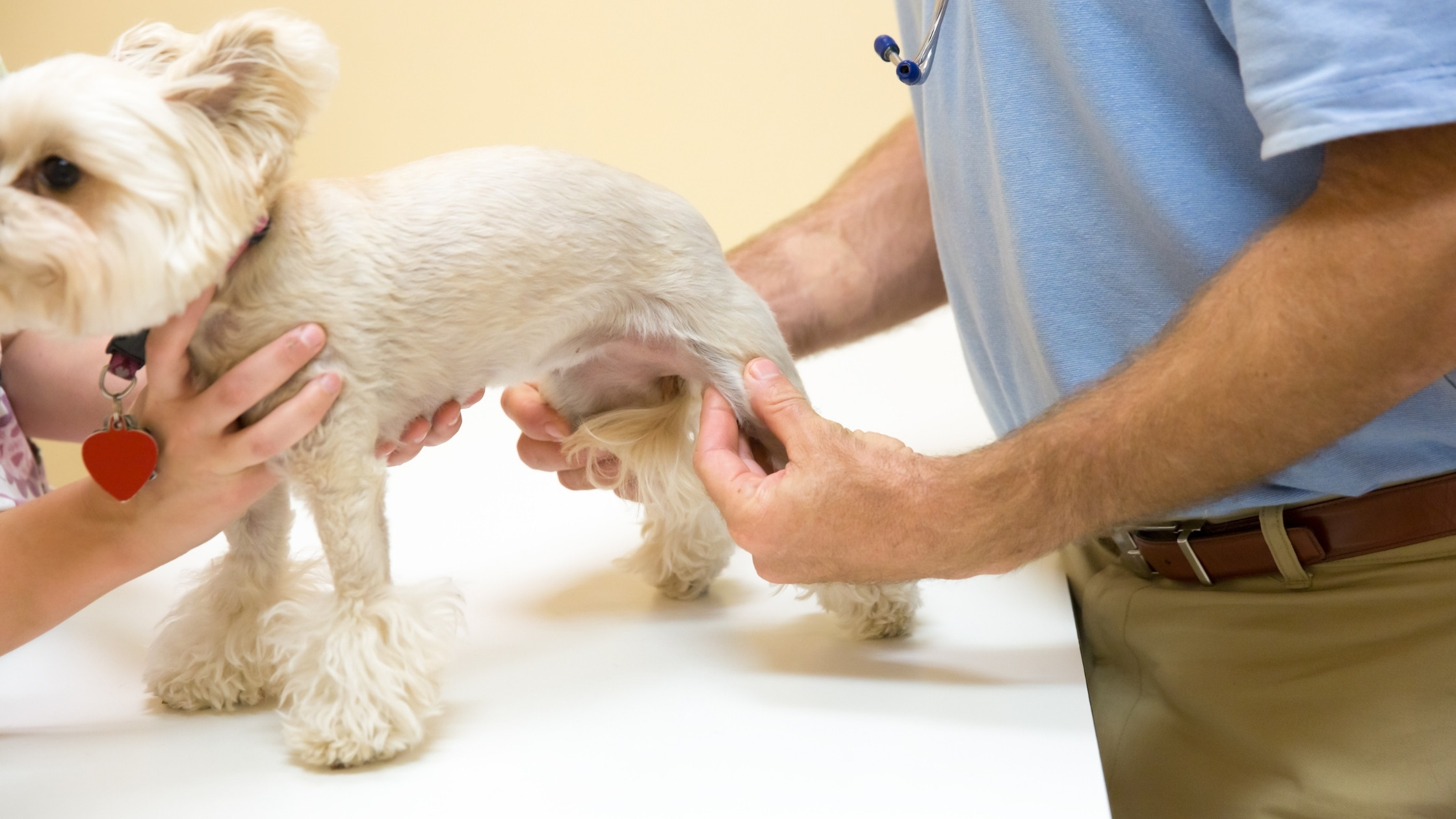 dog at Vet with joint pain