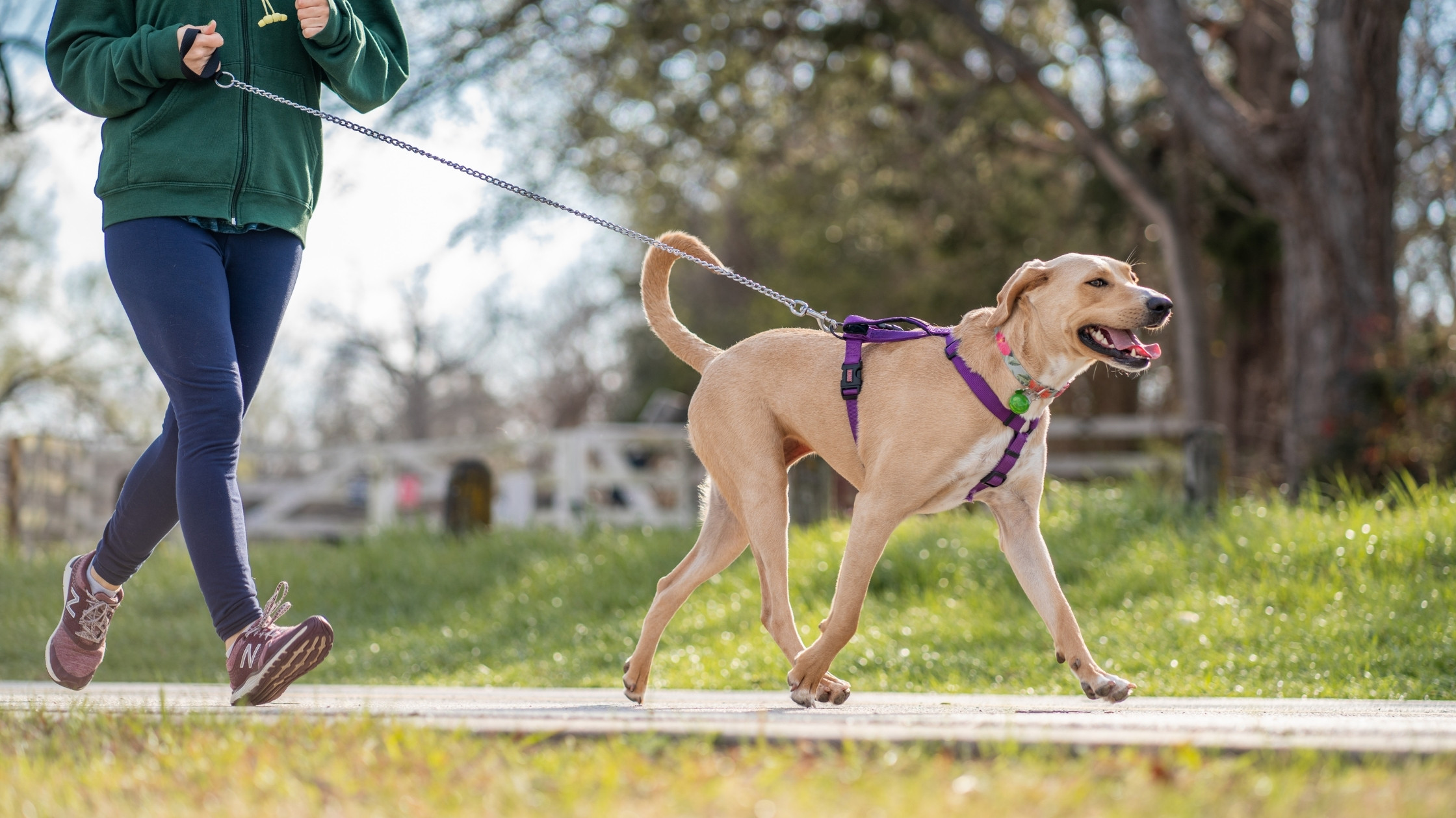 dog running on leash with owner in park