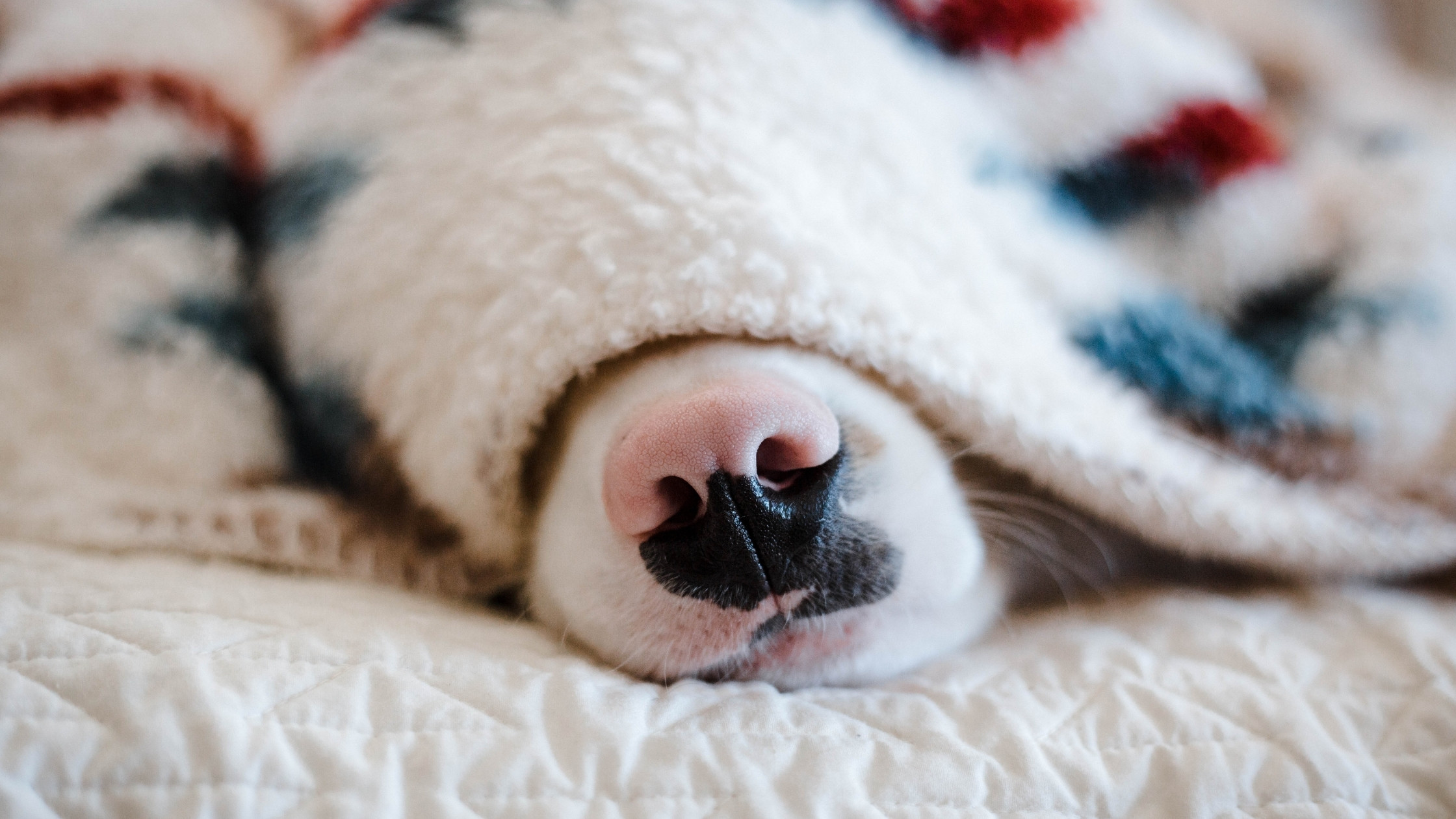 dog under blanket