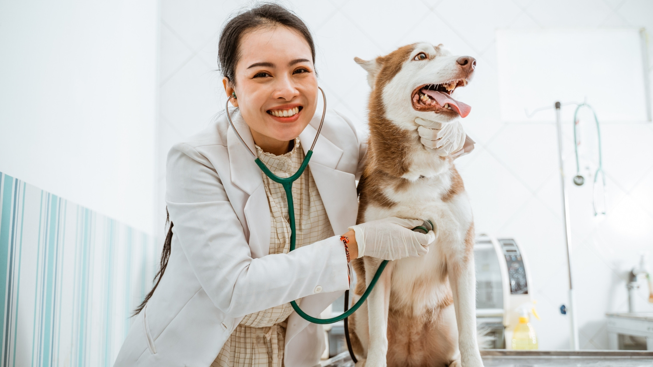 Vet holding dog on table