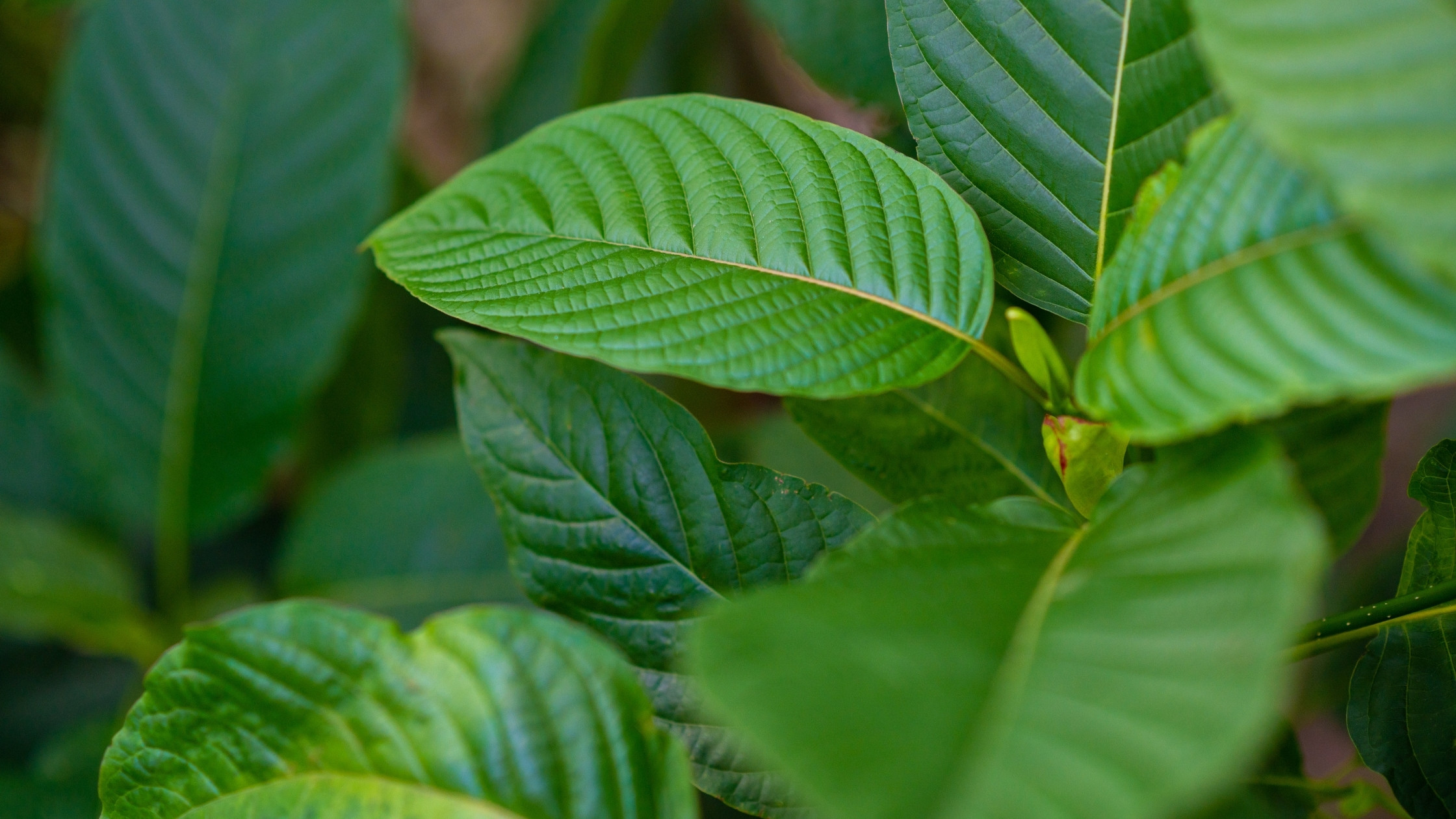 Kratom plant leaves close up