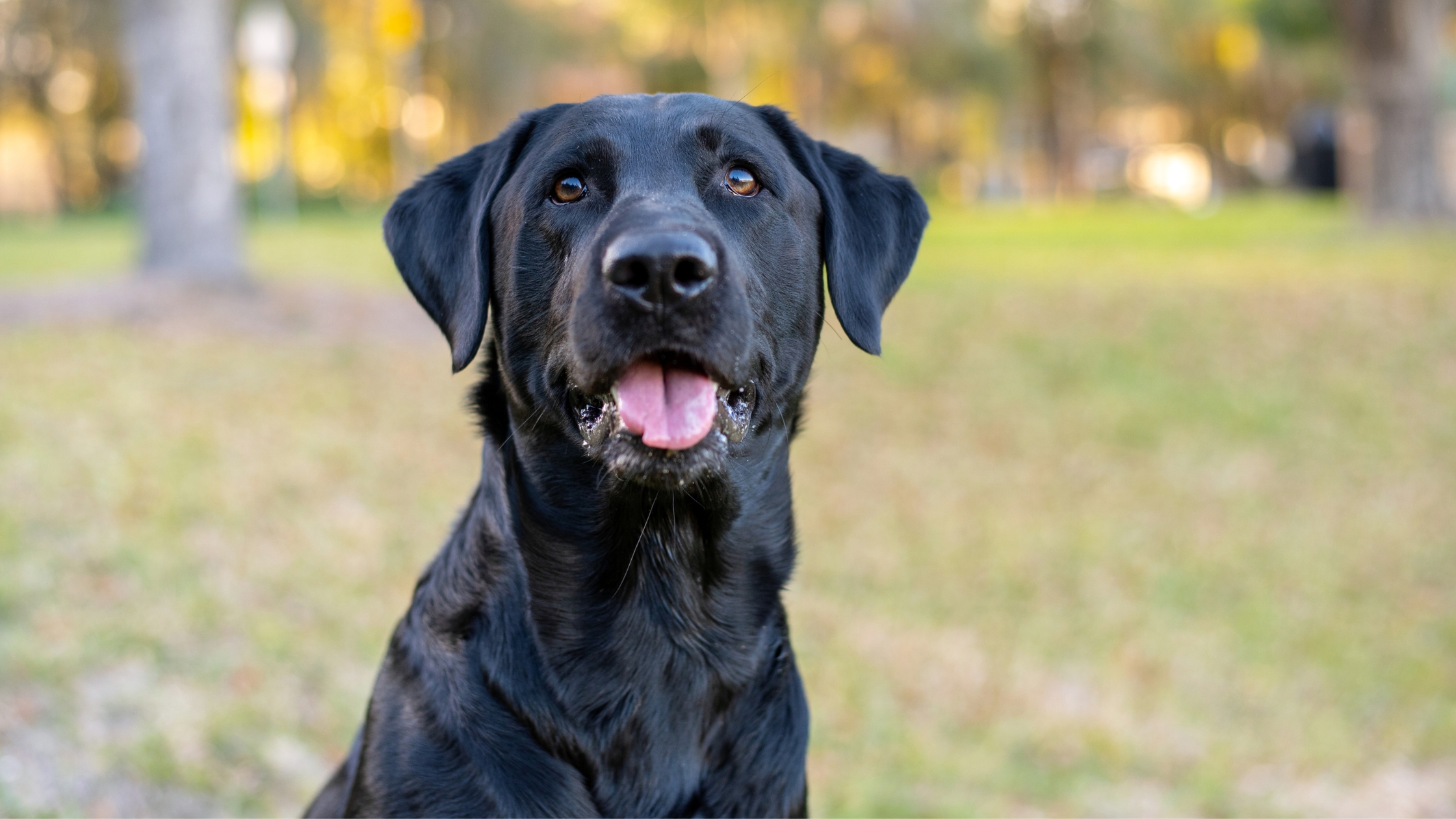 black lab in park