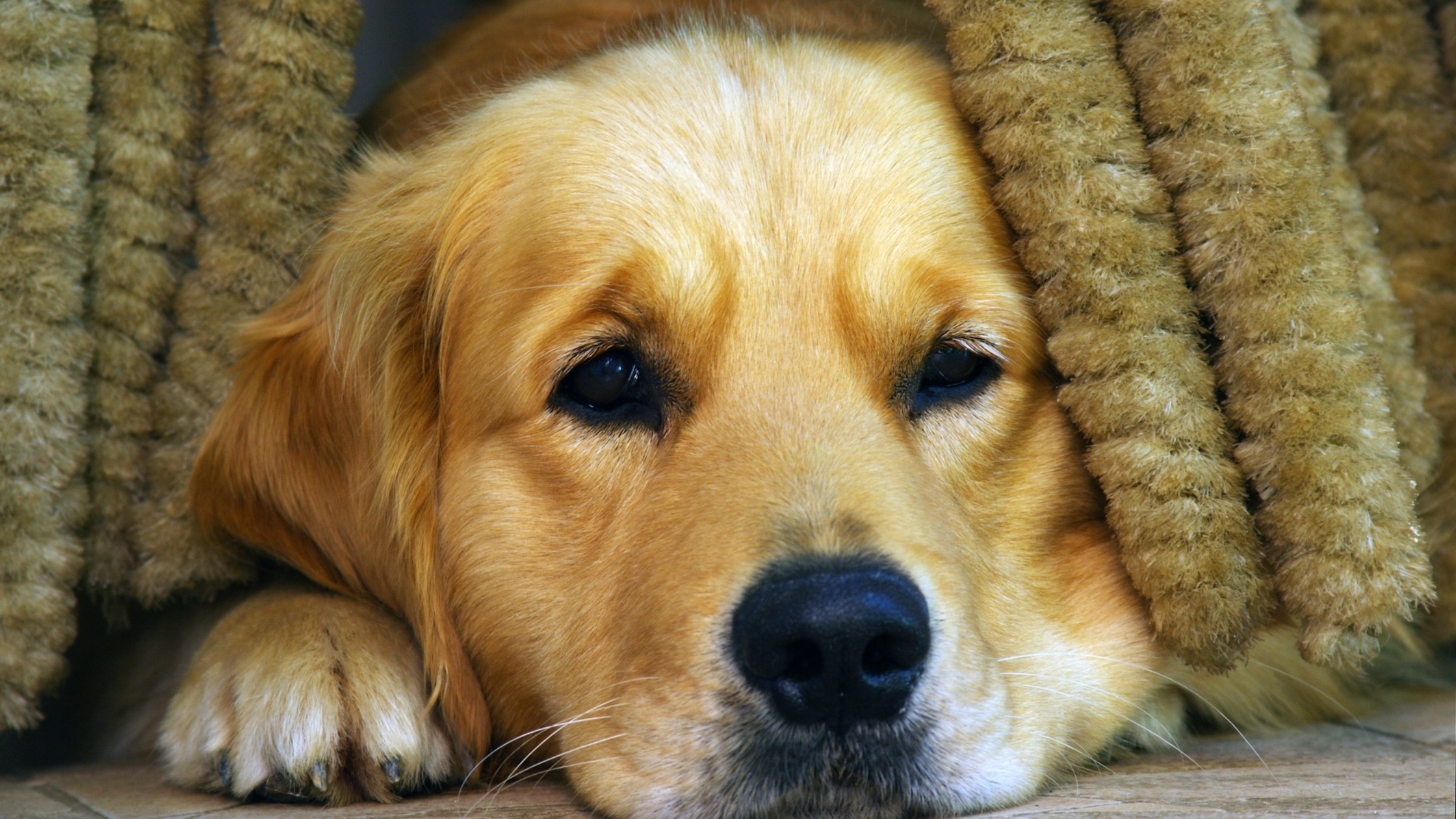 anxiety in pets blog banner with golden dog hiding in couch