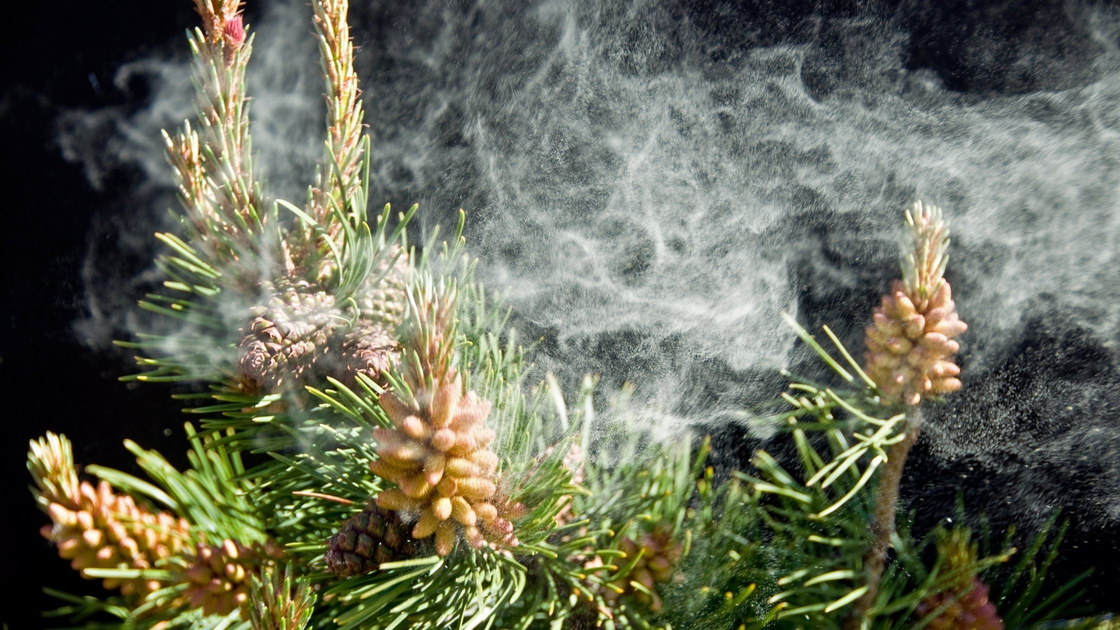 pine cone tree releasing pollen in the summer