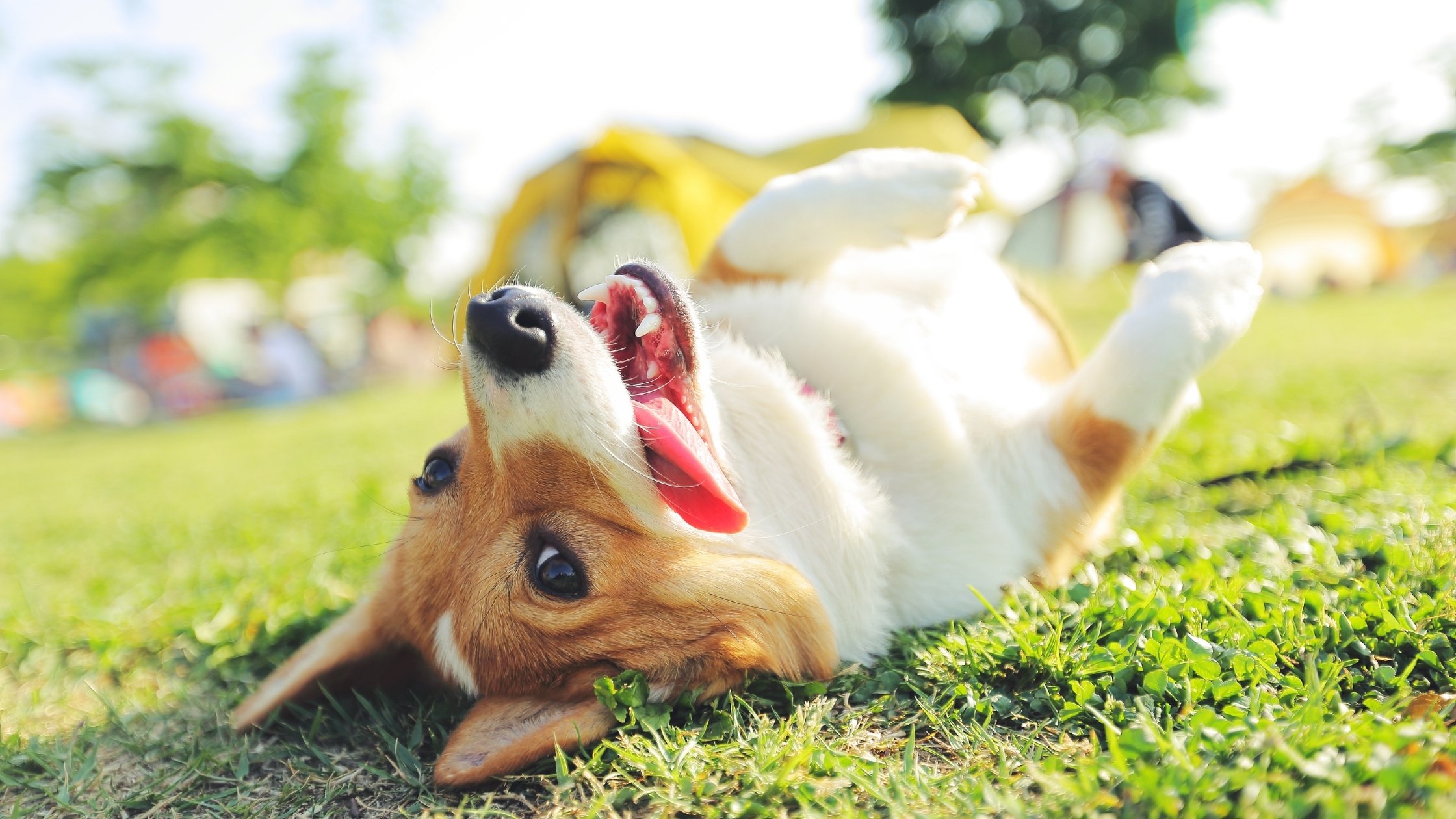 dog on its back playing in the park